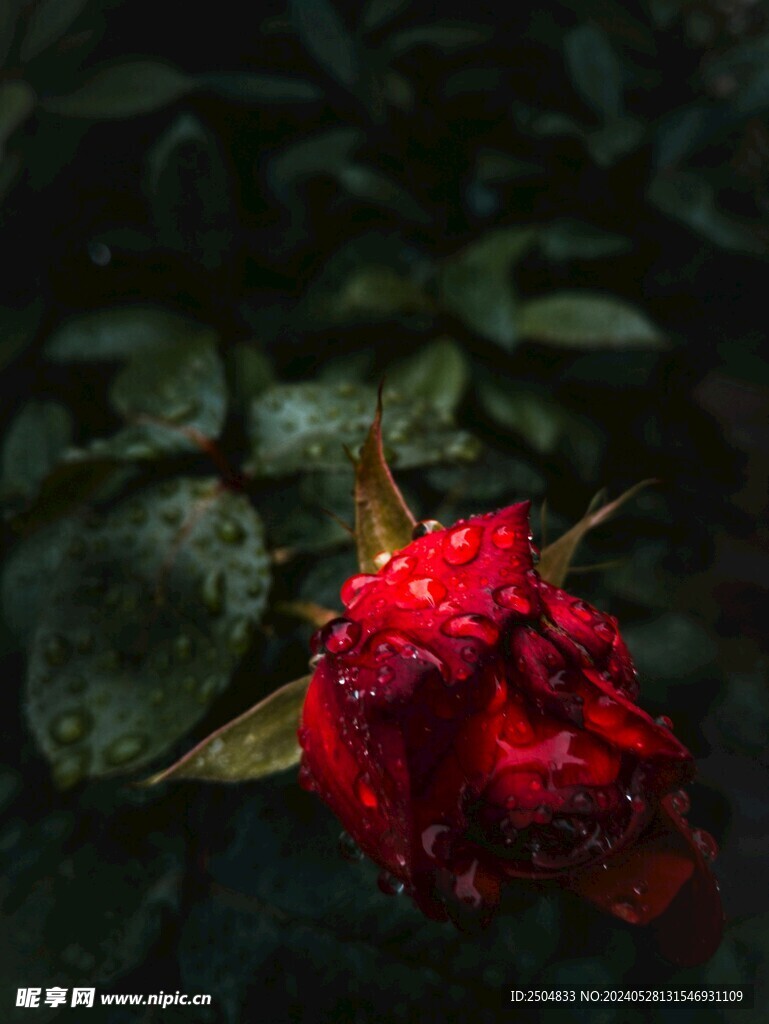 玫瑰