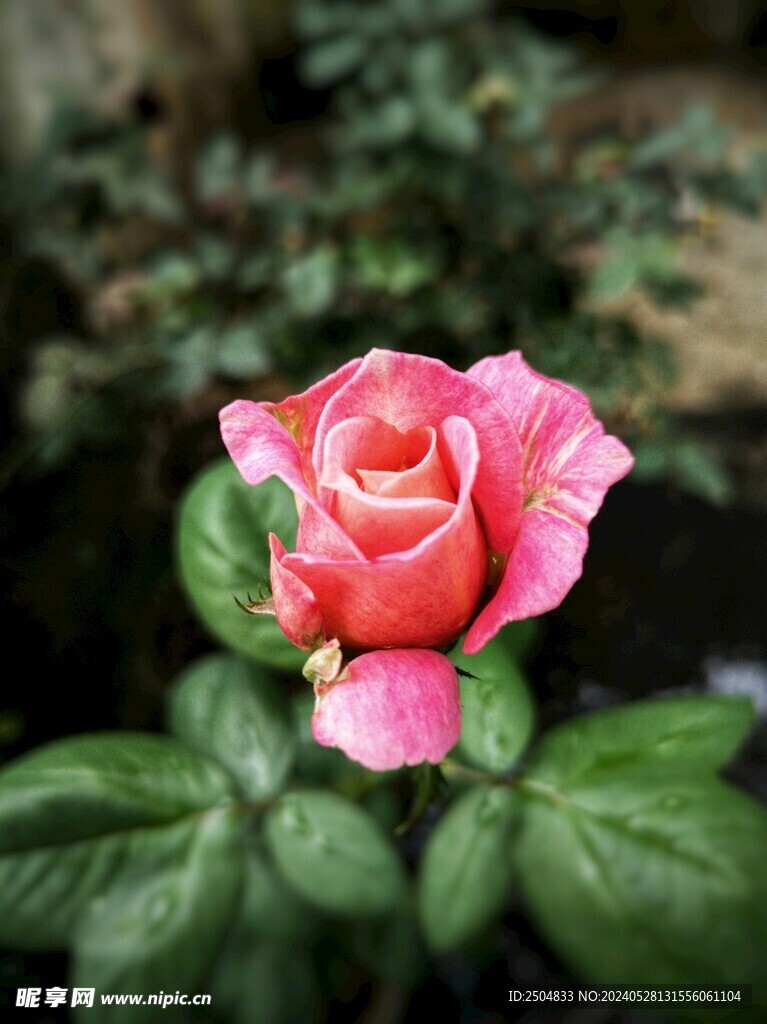 玫瑰