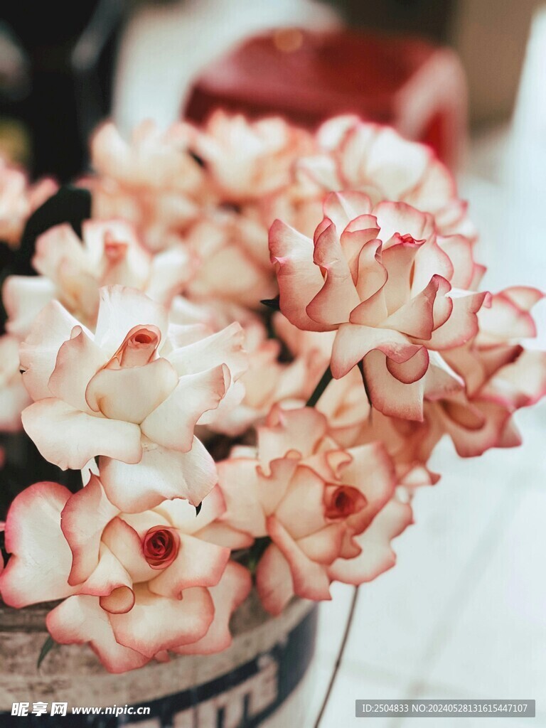 玫瑰