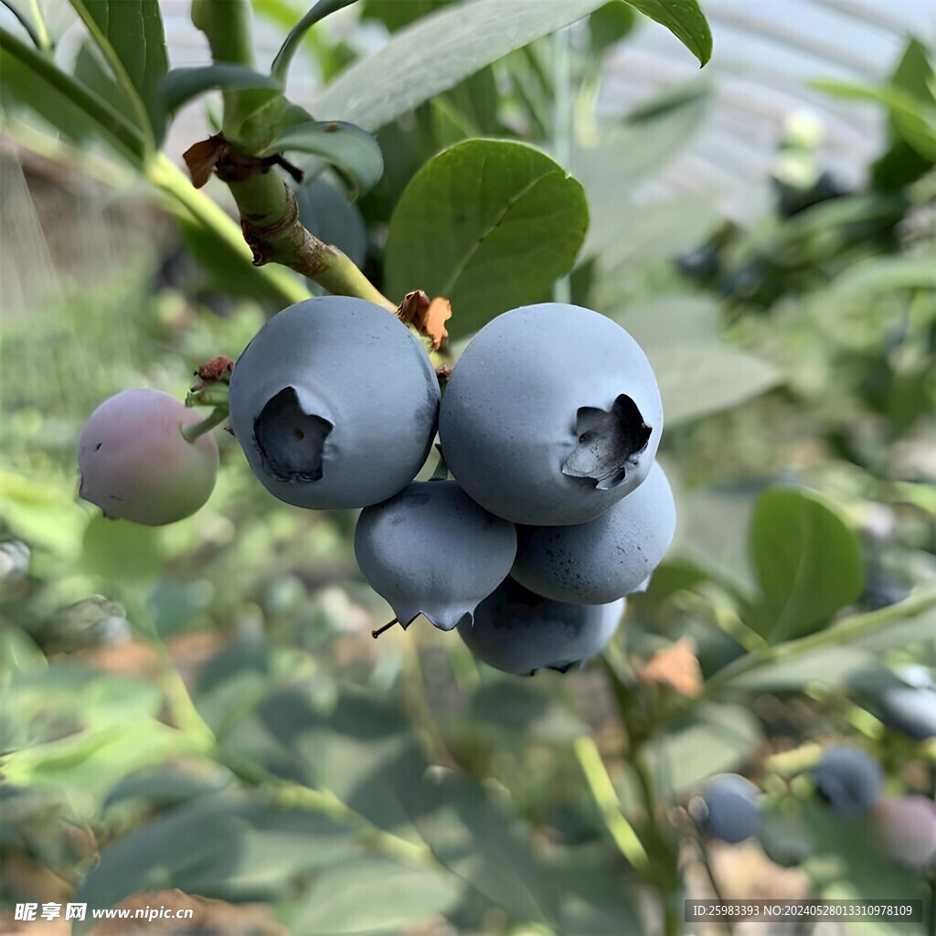 蓝莓栽培