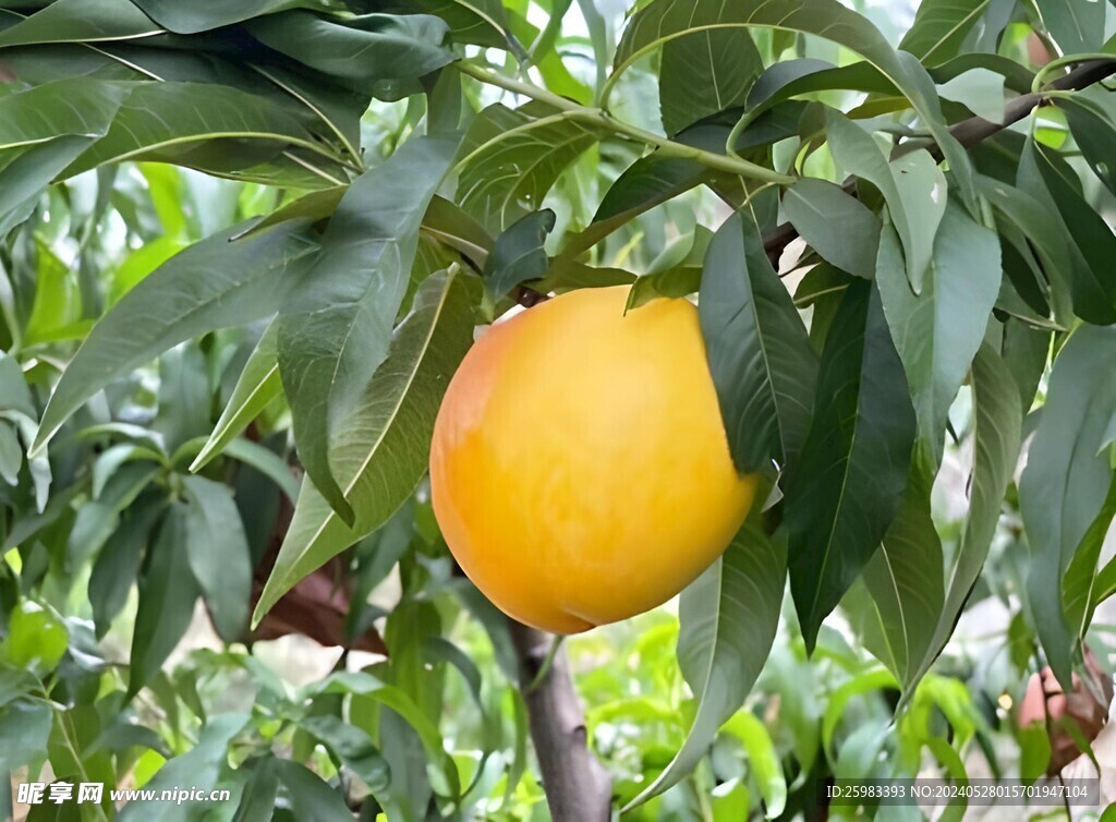 水蜜桃栽培