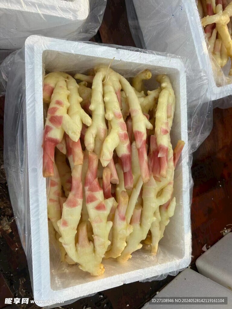 生姜   