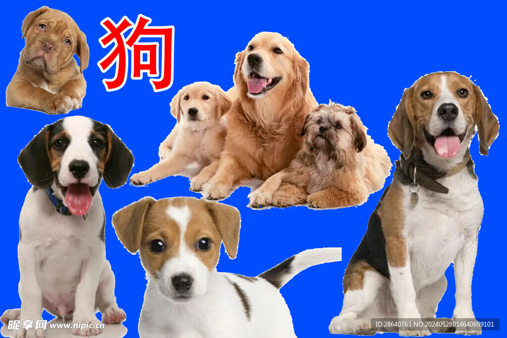 狗