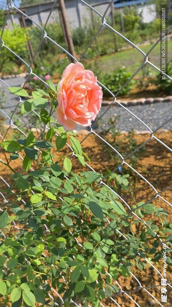 夏洛特夫人