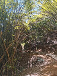 竹林 小径 山路