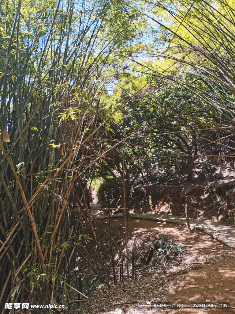 竹林 小径 山路