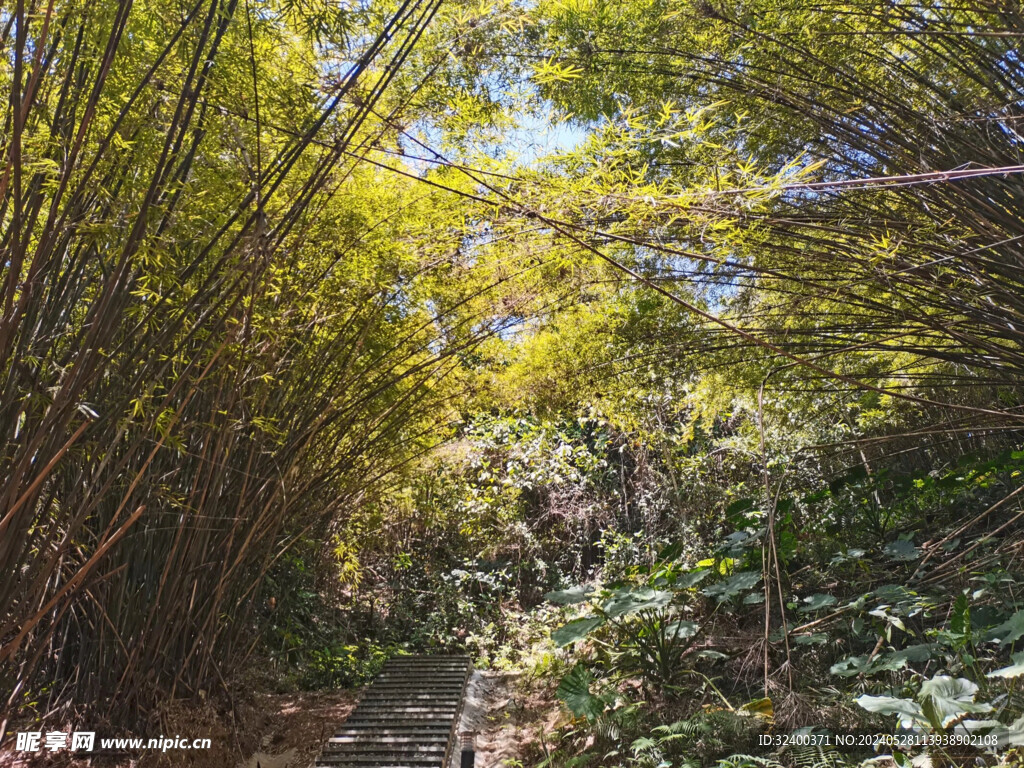 竹林 小径 小路
