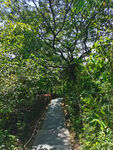 林间小径 爬山 山路