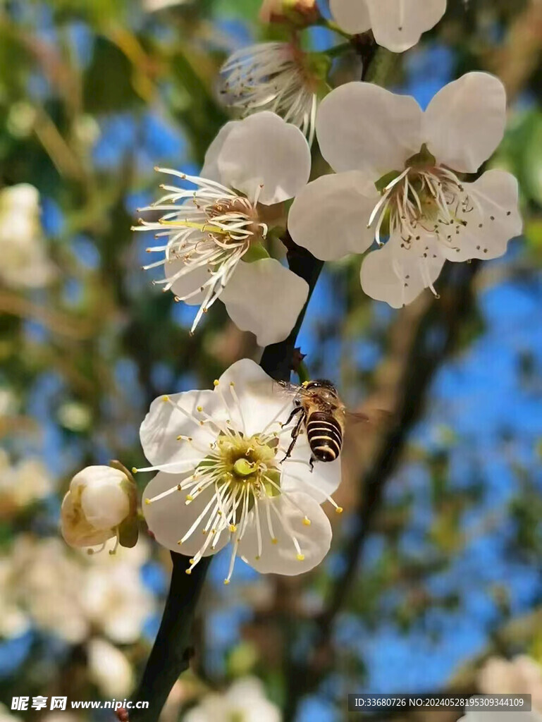 桃花