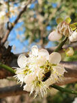 采蜜的蜜蜂和花