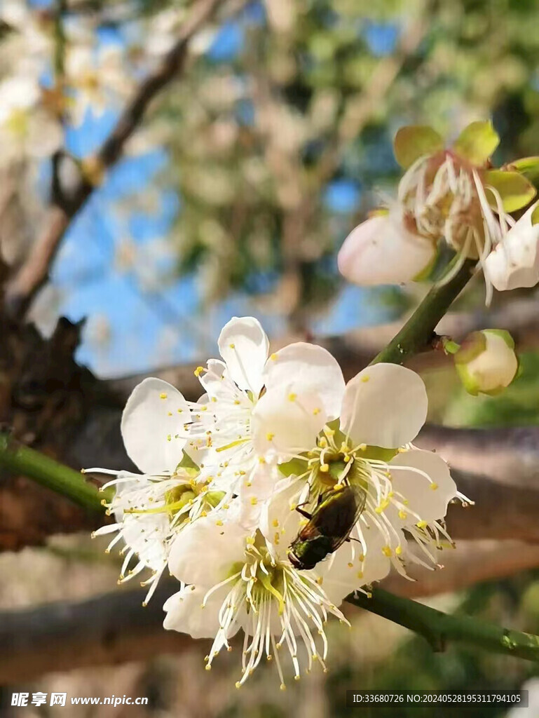 采蜜的蜜蜂和花