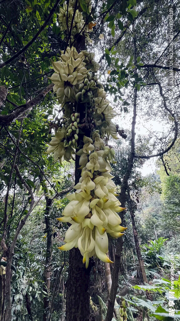 盛开的花