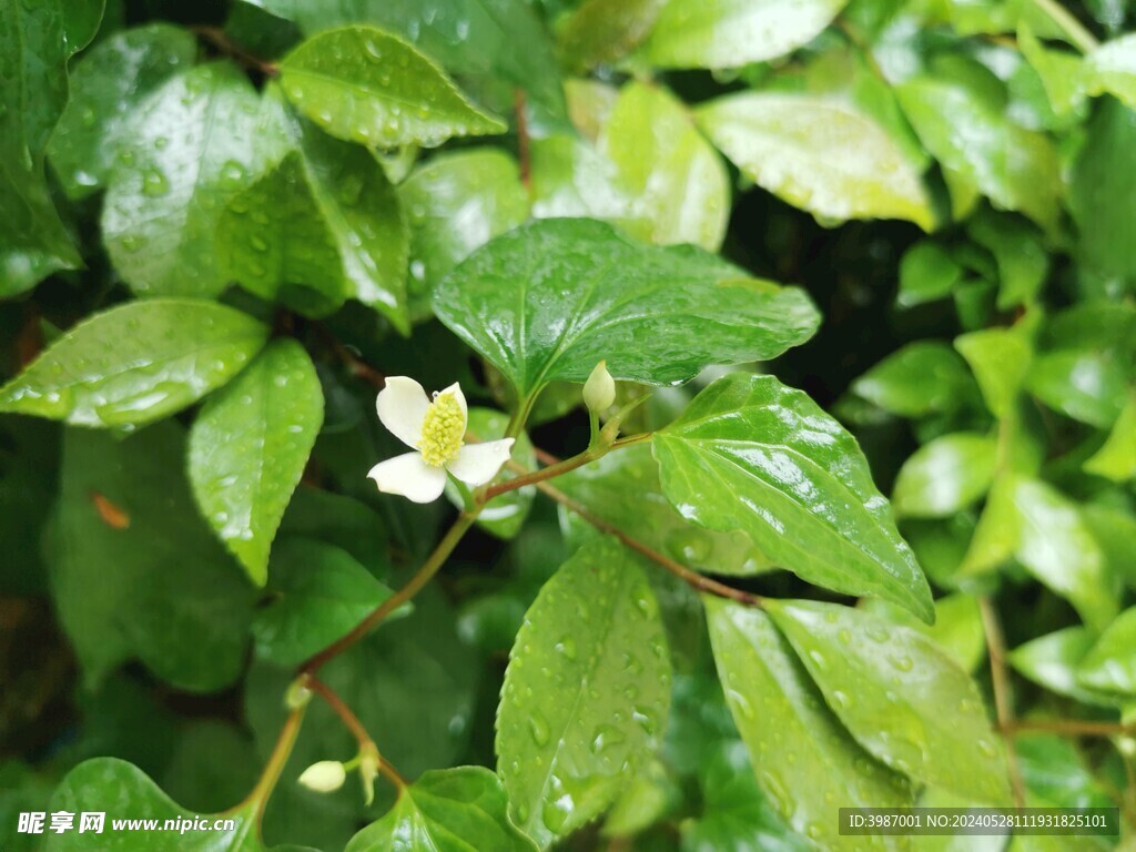 鱼腥草