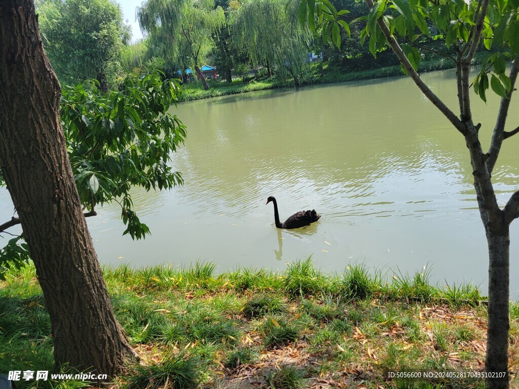 江苏扬州旅游瘦西湖黑天鹅