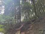 庐山旅游树林