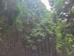 庐山旅游树林