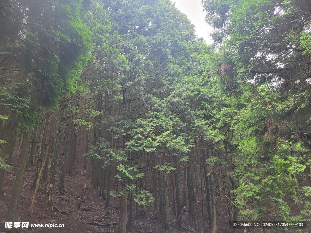 庐山旅游树林