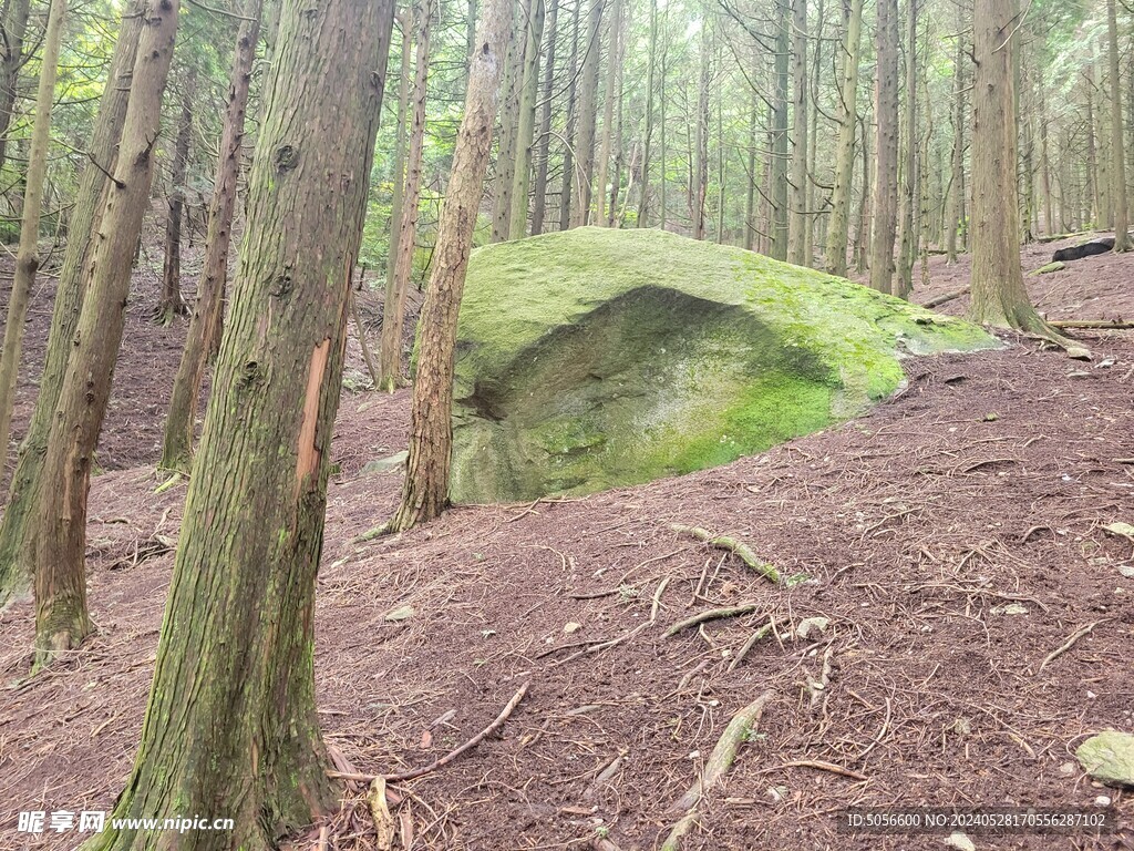 庐山旅游树林