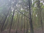 庐山旅游树林