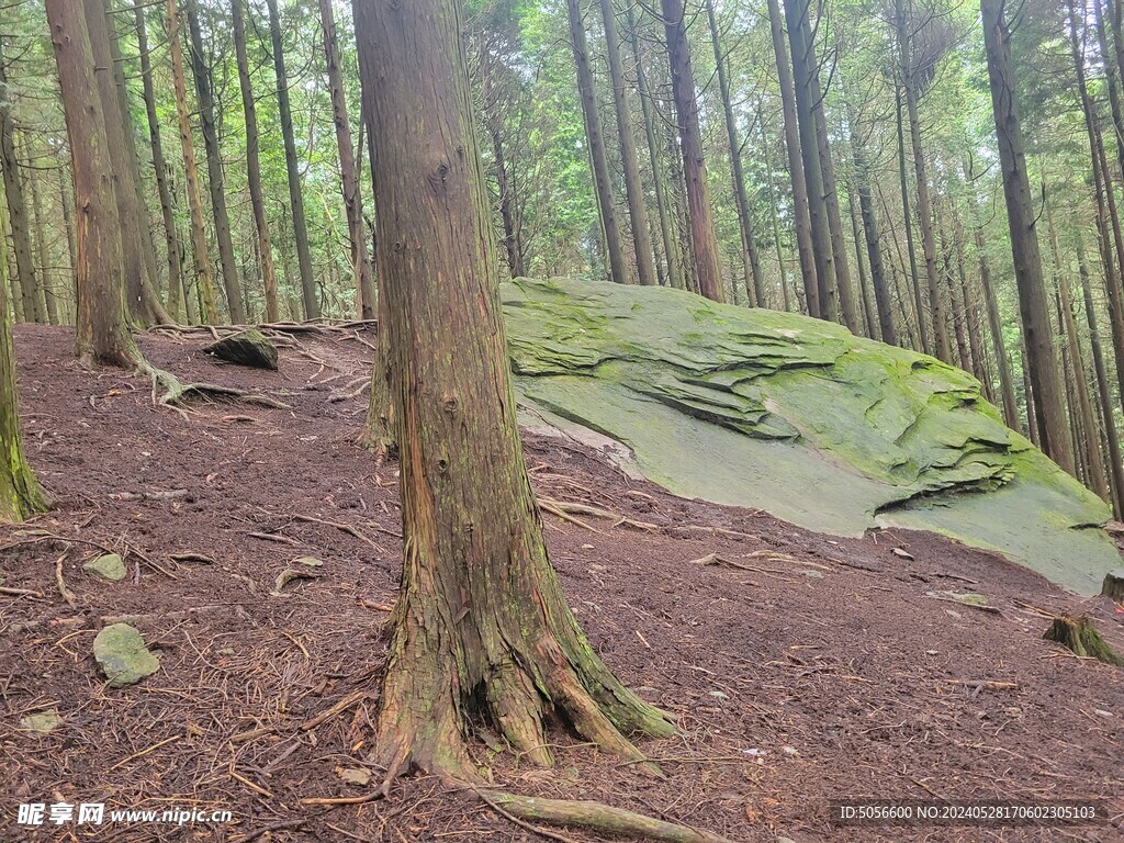 庐山旅游树林