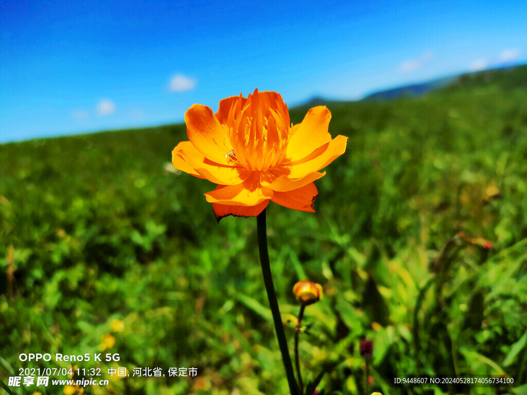 草原鲜花