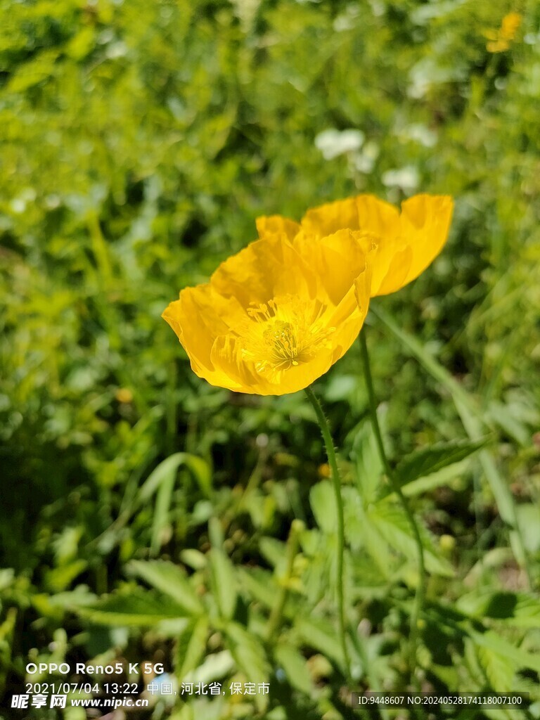 草原鲜花