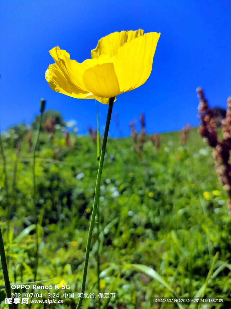 草原鲜花