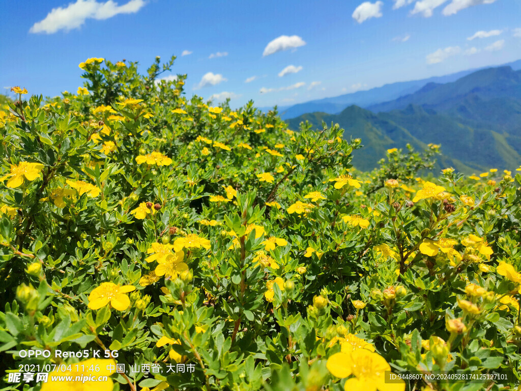 草原鲜花