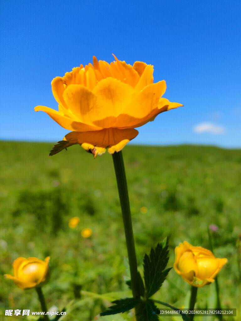 金莲花