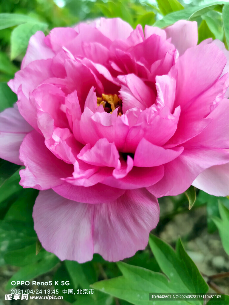牡丹花