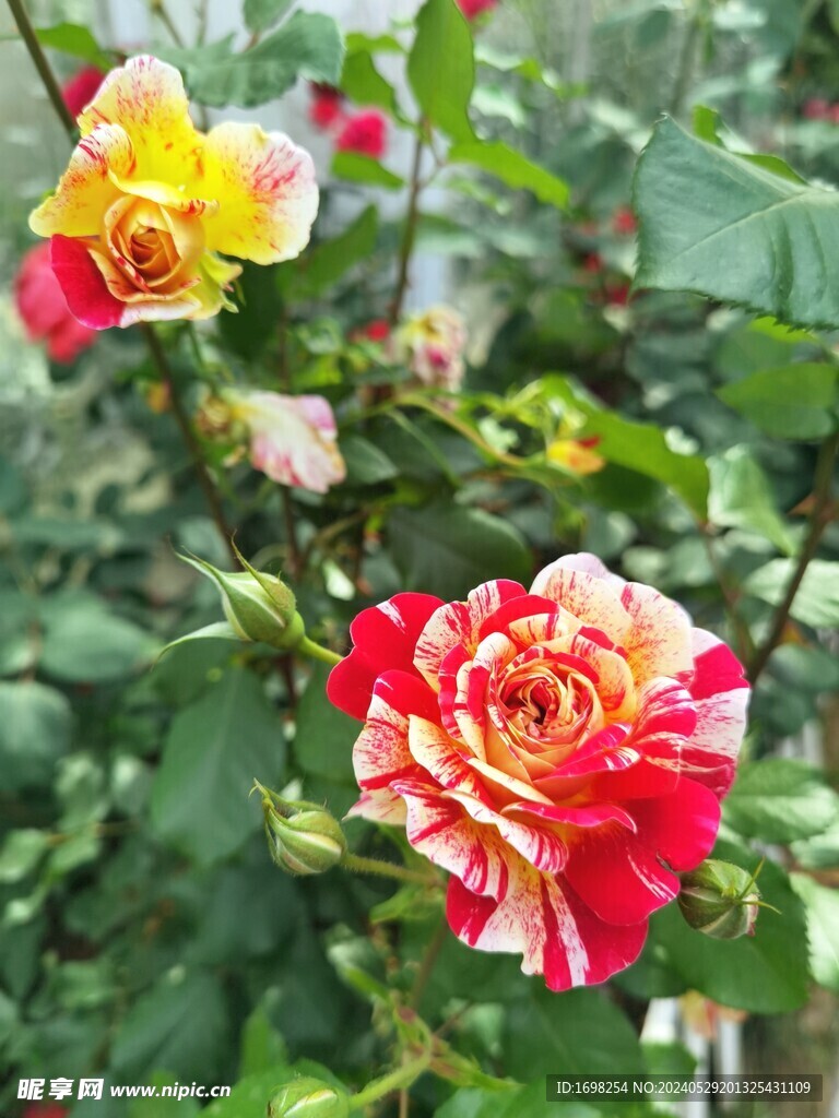 月季