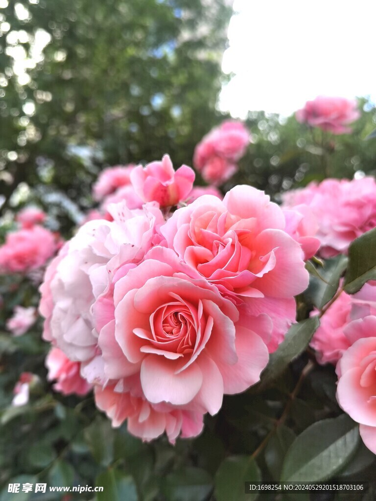 月季