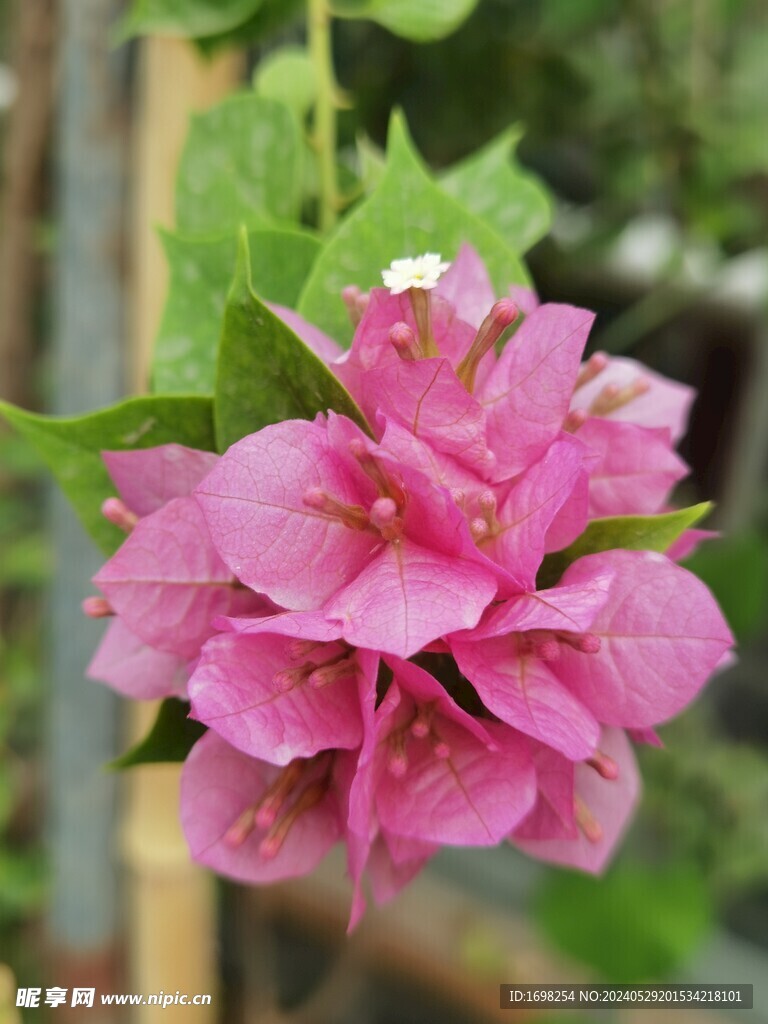 三角梅