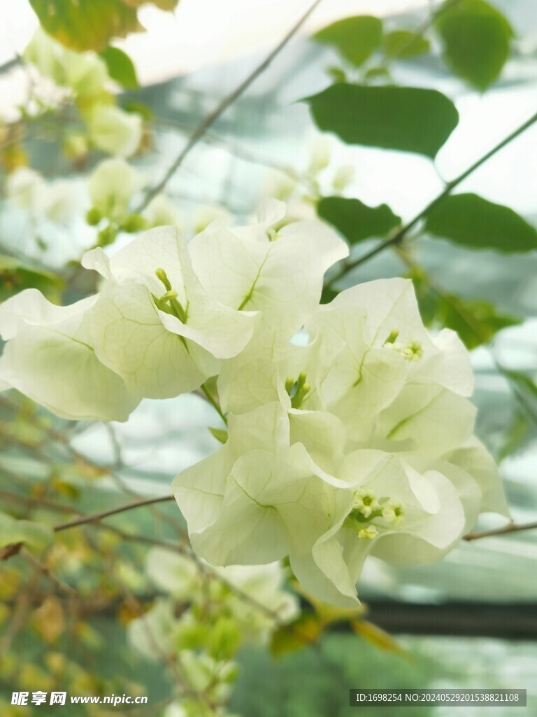 三角梅