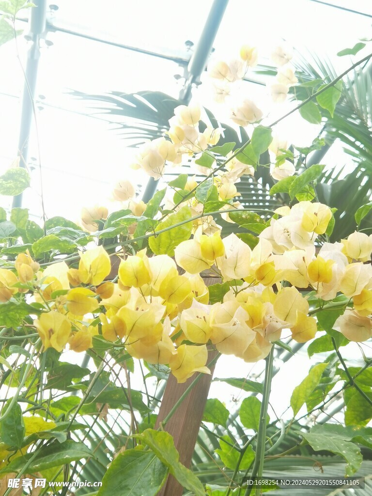 三角梅