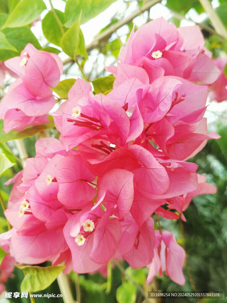三角梅