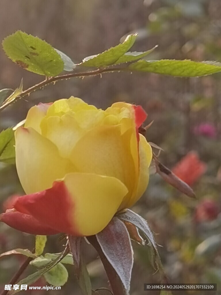 月季
