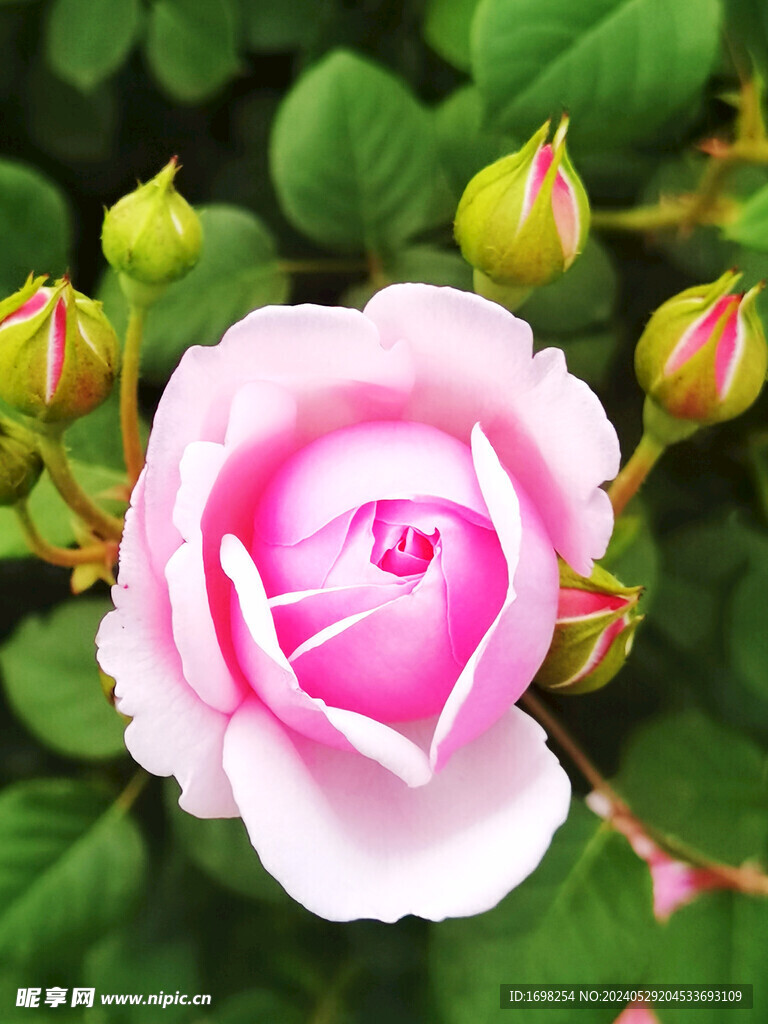 月季