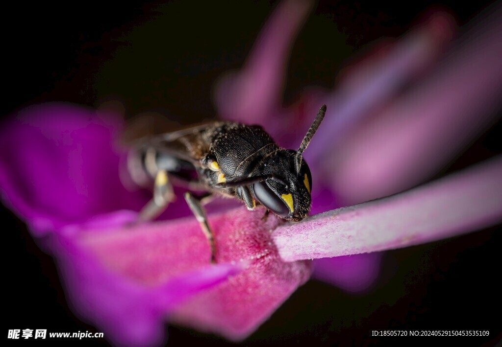 蜜蜂授粉