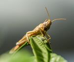 蝗虫
