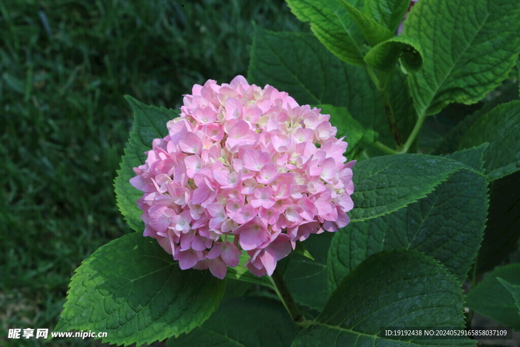 绣球花 