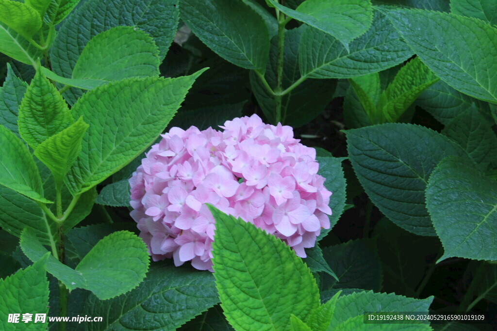 绣球花  