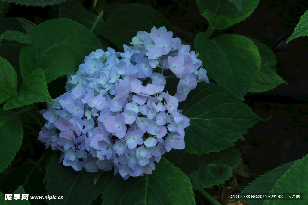 绣球花  