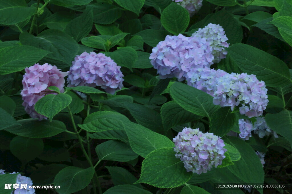 绣球花
