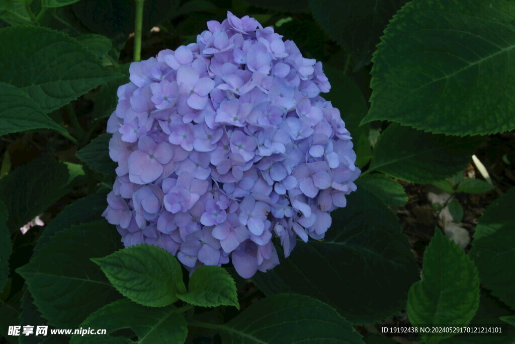 绣球花 