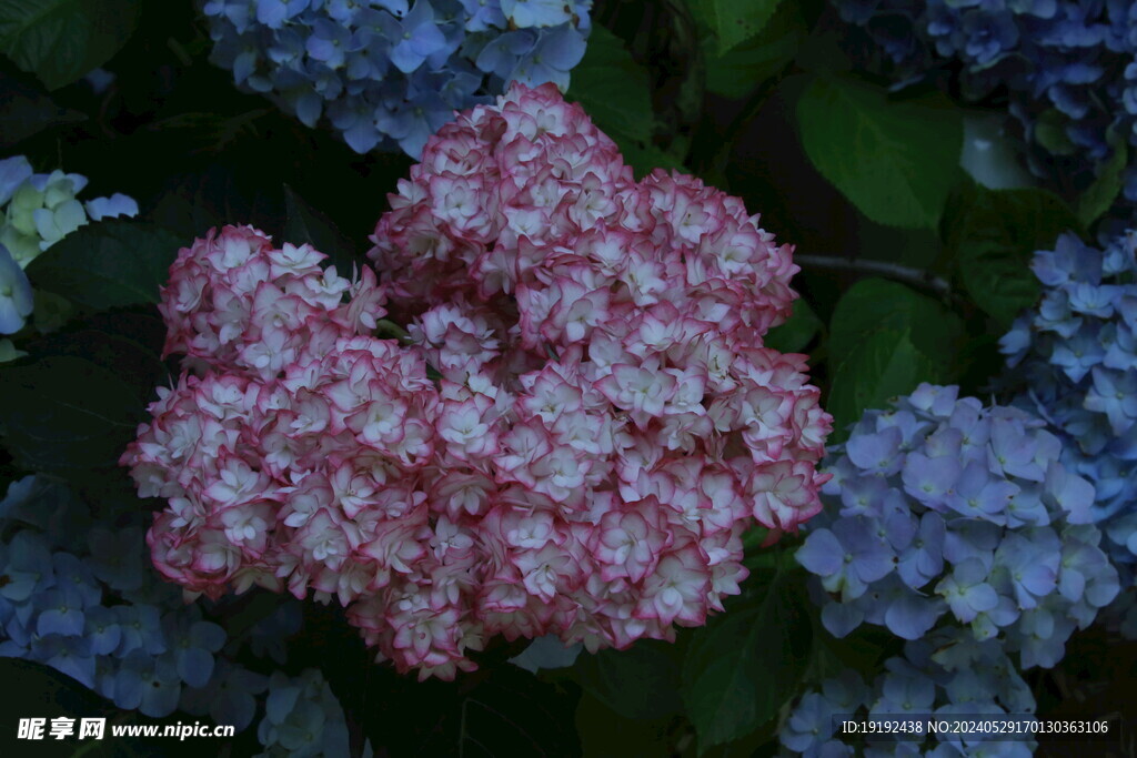 绣球花  