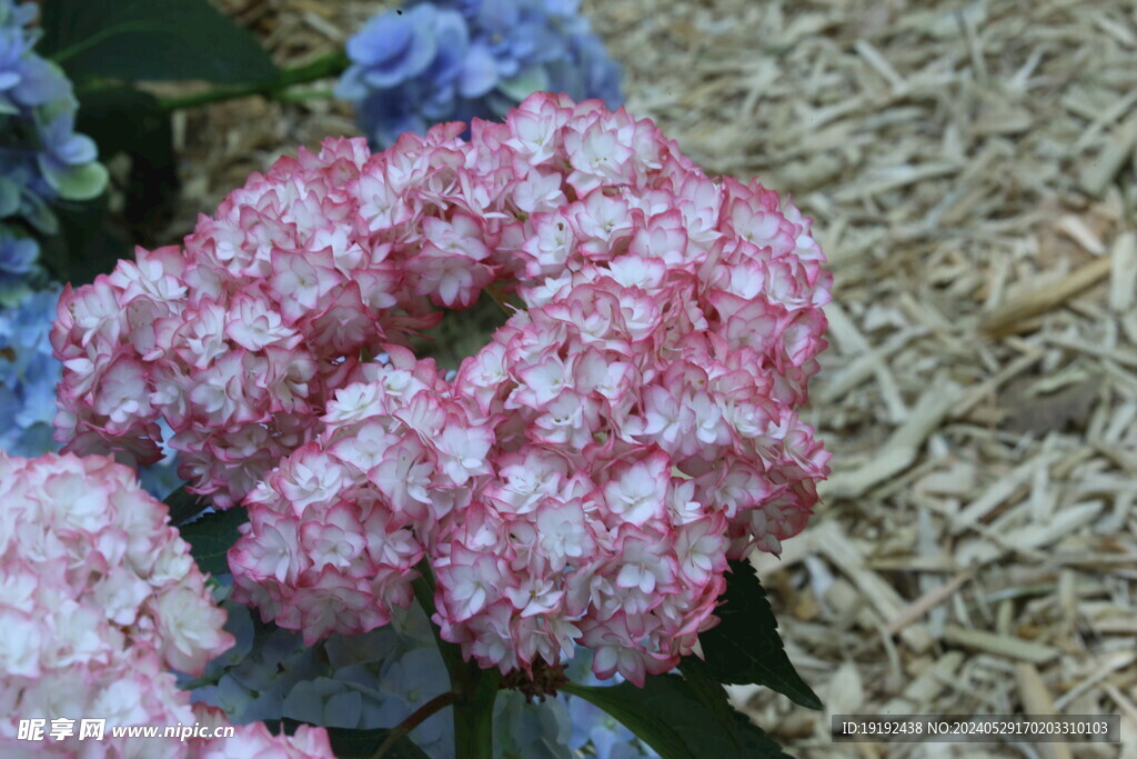 绣球花  