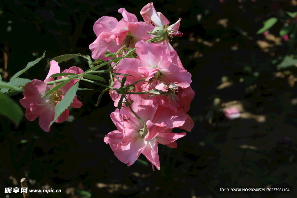 月季花  