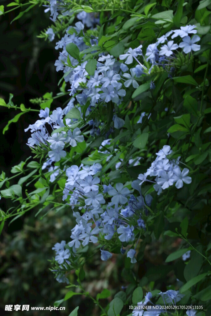 蓝雪花  