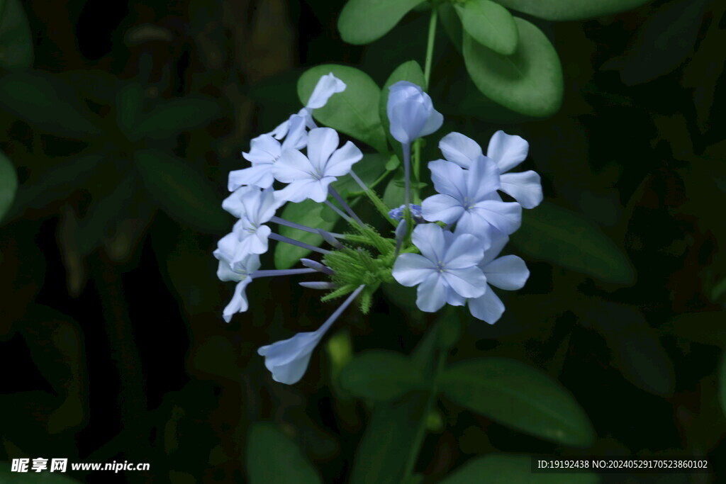 蓝雪花  